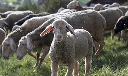 HUGO BOSS to become mulesing-free